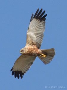 Marsh Harrier (Circus Aeruginosus) Graham Carey